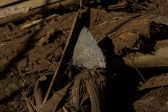 Parrhasius polibetes