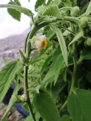 Pseudabutilon ellipticum
