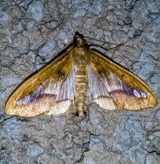 Diaphania fumosalis