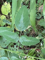 Desmodium