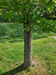 Acer saccharinum