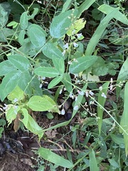 Desmodium