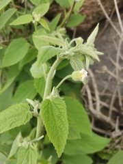 Pseudabutilon ellipticum