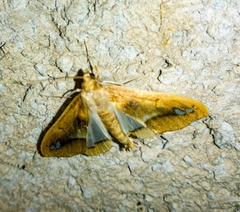 Diaphania fumosalis