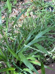 Paspalum langei