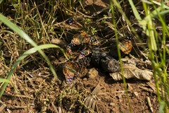 Vanessa braziliensis