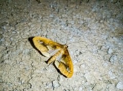 Diaphania fumosalis