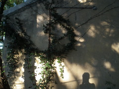 Trachelospermum jasminoides