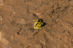 Phaeochlaena lampra