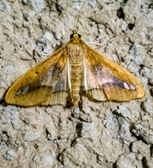Diaphania fumosalis