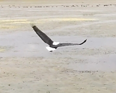 Haliaeetus vocifer