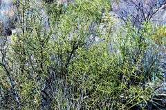 Sarcomphalus obtusifolius