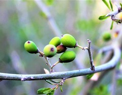 Sarcomphalus obtusifolius