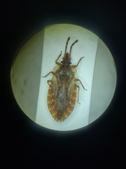 Aradus obtectus