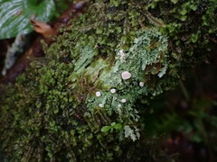 Icmadophila ericetorum