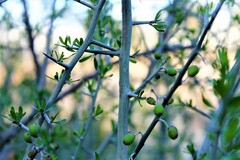 Sarcomphalus obtusifolius