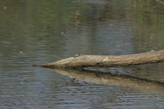 Trachemys scripta elegans