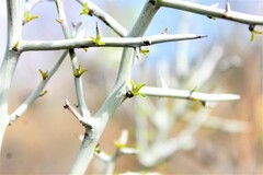 Sarcomphalus obtusifolius