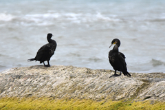 Phalacrocorax carbo