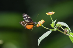 Heliconius hecalesia