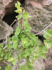Brickellia veronicifolia