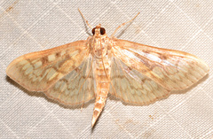 Herpetogramma thestealis