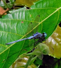 Orthetrum luzonicum