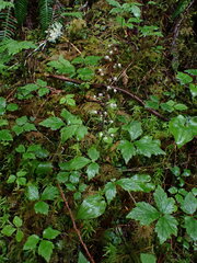 Tiarella trifoliata