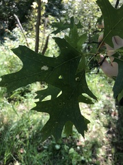 Quercus palustris