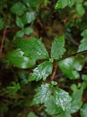 Tiarella trifoliata