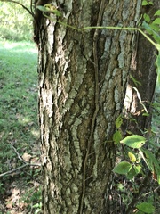 Quercus palustris