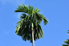 Areca catechu