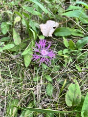 Centaurea