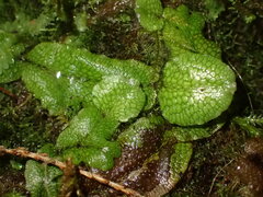 Conocephalum conicum