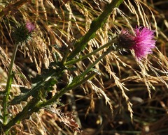 Carduus acanthoides