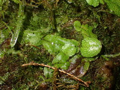 Conocephalum conicum