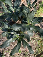 Helleborus orientalis