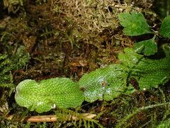 Conocephalum conicum