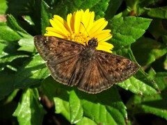 Erynnis horatius