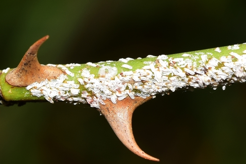 Chionaspidina