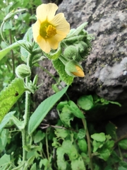 Pseudabutilon ellipticum