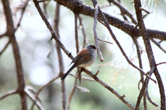 Junco phaeonotus