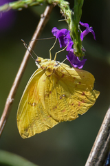 Phoebis philea