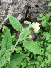 Pseudabutilon ellipticum