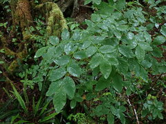 Vaccinium ovalifolium
