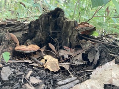 Ganoderma