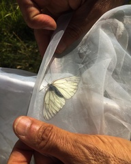 Aporia crataegi