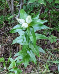 Gentiana alba