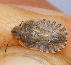 Sciocoris macrocephalus