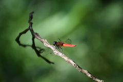 Aethriamanta brevipennis